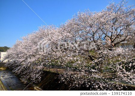 Sakura, Sakura, Sakura Sakura, Sakura, Sakura 139174110