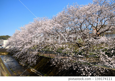 Sakura, Sakura, Sakura Sakura, Sakura, Sakura 139174111