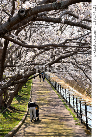 Sakura, Sakura, Sakura Sakura, Sakura, Sakura 139174123