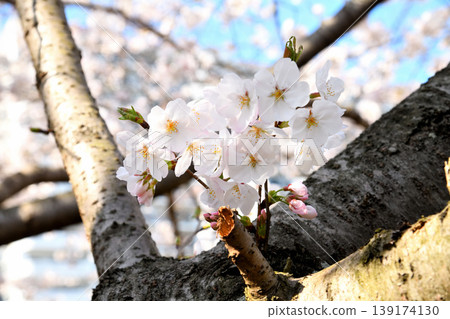 Sakura, Sakura, Sakura 139174130