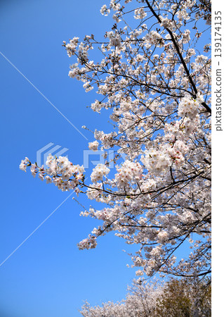 Sakura, Sakura, Sakura Sakura, Sakura, Sakura 139174135