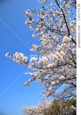 Sakura, Sakura, Sakura Sakura, Sakura, Sakura 139174136