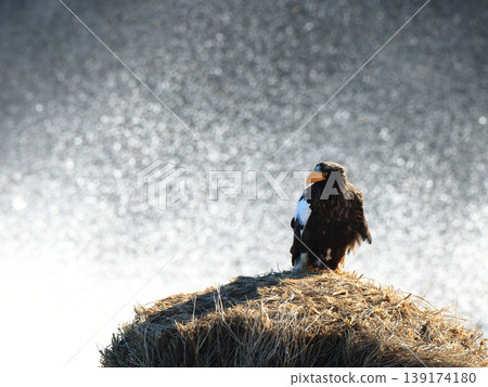 A Steller's sea eagle with waves and spray in the background A Steller's sea eagle with waves and spray in the background 139174180