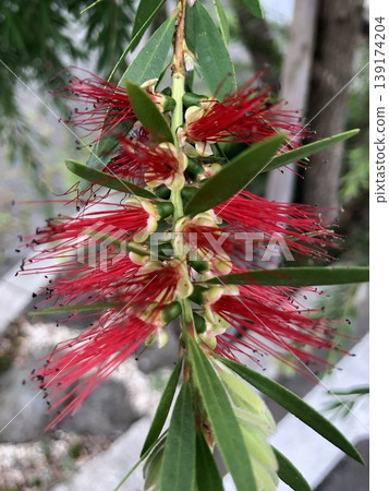 Red flower Red flower 139174204