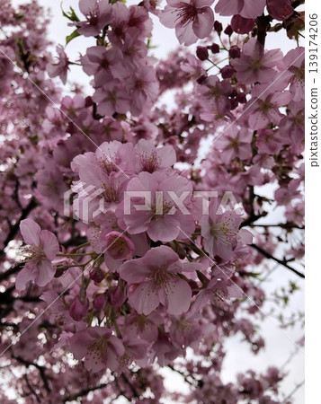 Cherry blossoms bathed in spring sunlight Cherry blossoms bathed in spring sunlight 139174206