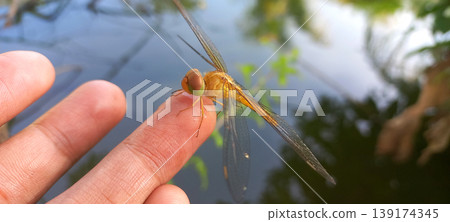 Close-up photo of a yellow-orange dragonfly perched on a human fingertip. Close-up photo of a yellow-orange dragonfly perched on a human fingertip. 139174345