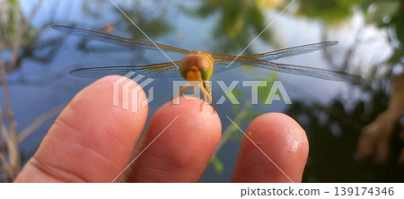 Close-up photo of a yellow-orange dragonfly perched on a human fingertip. Close-up photo of a yellow-orange dragonfly perched on a human fingertip. 139174346