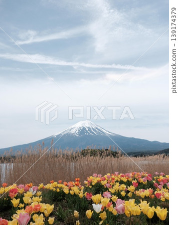Scenic view of Mount Fuji with snow-capped peak, colorful tulip field, golden reeds, and calm water under partly cloudy sky taken in Lake Kawaguchi, Fujikawaguchiko, Yamanashi Prefecture, Japan 139174379