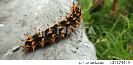 Black and Orange Spiny Caterpillar, Close-Up Macro View Black and Orange Spiny Caterpillar, Close-Up Macro View 139174439