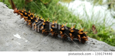 Black and Orange Spiny Caterpillar, Close-Up Macro View 139174440