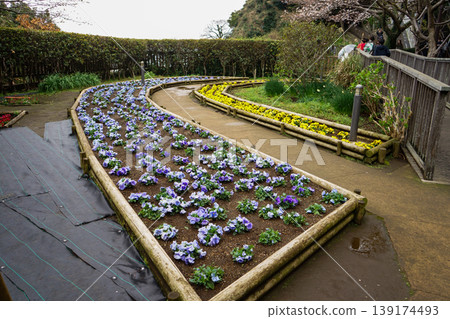 Under the warm spring sunshine, colorful flowers bloom. 139174493