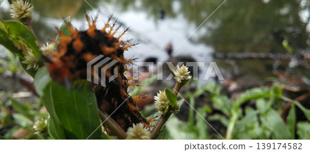 Orange and Black Spiny Caterpillar Seen Close Up on Green Plants Near Pond, Nature Macro Detail 139174582