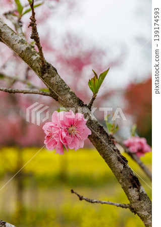 Peach blossoms in bloom at Koga Kubō Park (Koga City, Ibaraki Prefecture) 139174593