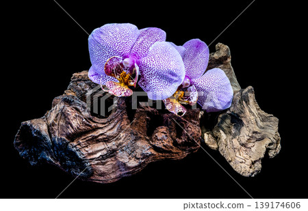 Two Purple Speckled Phalaenopsis Orchids on Rustic Driftwood Over Black Two Purple Speckled Phalaenopsis Orchids on Rustic Driftwood Over Black 139174606