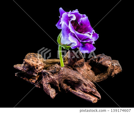 Single purple velvet Gloxinia flower growing through weathered wooden driftwood 139174607
