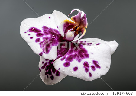 White Phalaenopsis Orchid with Purple Spots and Fresh Water Droplets 139174608
