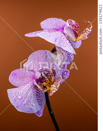Beautiful Purple Speckled Phalaenopsis Orchid Flowers Against a Brown Background Beautiful Purple Speckled Phalaenopsis Orchid Flowers Against a Brown Background 139174621