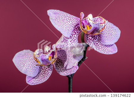 Two Purple Spotted Phalaenopsis Orchid Blooms on a Magenta Background Two Purple Spotted Phalaenopsis Orchid Blooms on a Magenta Background 139174622