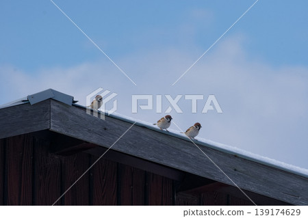 A clear winter sky and three sparrows A clear winter sky and three sparrows 139174629