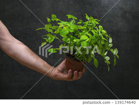 A man's hand holding a potted plant on a dark background A man's hand holding a potted plant on a dark background 139174640