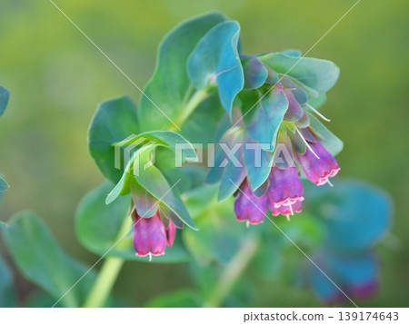Cerinthe major (Yellow Lily) 139174643