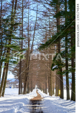 A beautiful tree-lined winter road stretches straight across the snow-covered plains under a blue sky. A beautiful tree-lined winter road stretches straight across the snow-covered plains under a blue sky. 139174644