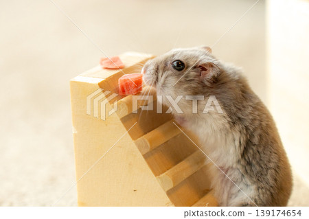 Healing hamster 139174654