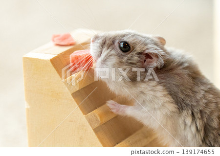 Healing hamster Healing hamster 139174655