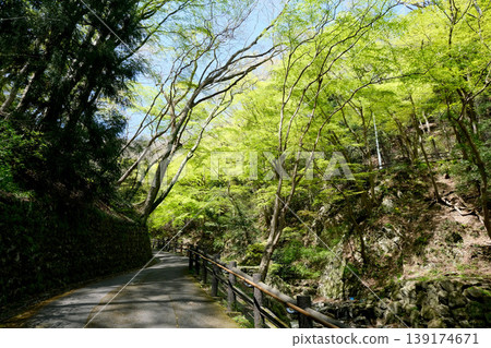 Scenery around the road to Yoro Falls, Yoro Town, Yoro District, Gifu Prefecture, Part 5, April 2025 Scenery around the road to Yoro Falls, Yoro Town, Yoro District, Gifu Prefecture, Part 5, April 2025 139174671