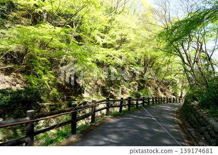 Scenery around the road to Yoro Falls, Yoro-cho, Yoro-gun, Gifu Prefecture (15 photos) - April 2025 Scenery around the road to Yoro Falls, Yoro-cho, Yoro-gun, Gifu Prefecture (15 photos) - April 2025 139174681