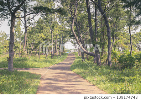 A path leading into a pine forest and the scenery of sunlight filtering through the trees. A path leading into a pine forest and the scenery of sunlight filtering through the trees. 139174748