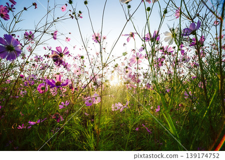 一片在逆光下閃耀的波斯菊花田，以及秋天的景色。 139174752
