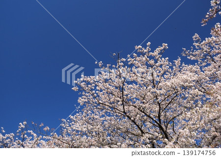 櫻花盛開，藍藍的天空 139174756