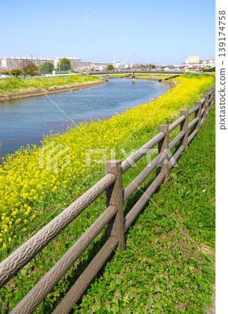 坂川洩洪道春景，油菜花盛開。 139174758
