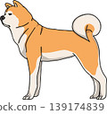 秋田犬（狗）插圖，彩色，透明背景。 139174839