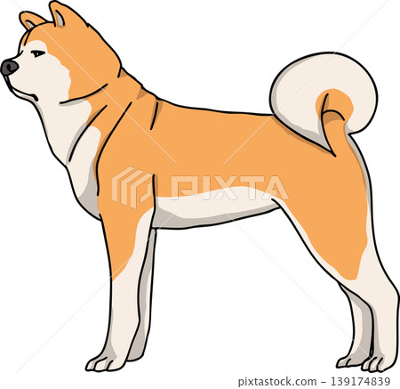 Akita Inu (dog) illustration, in color, transparent background. Akita Inu (dog) illustration, in color, transparent background. 139174839