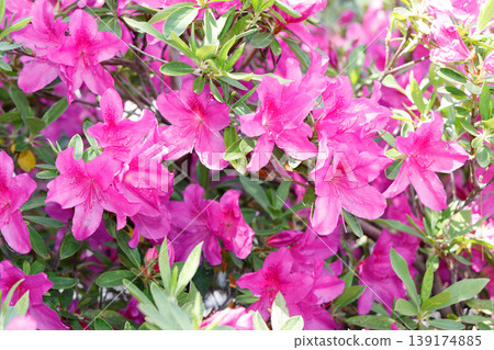 杜鵑花盛開 杜鵑花盛開 139174885