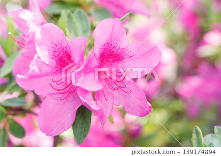 杜鵑花盛開 杜鵑花盛開 139174894