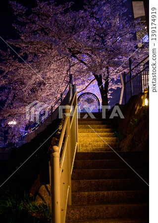 A fantastical night staircase, enveloped in the glow of cherry blossoms in full bloom. A fantastical night staircase, enveloped in the glow of cherry blossoms in full bloom. 139174919