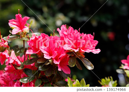 Azalea in full bloom Azalea in full bloom 139174966