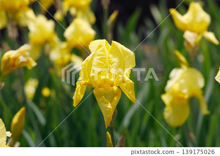 German iris 139175026