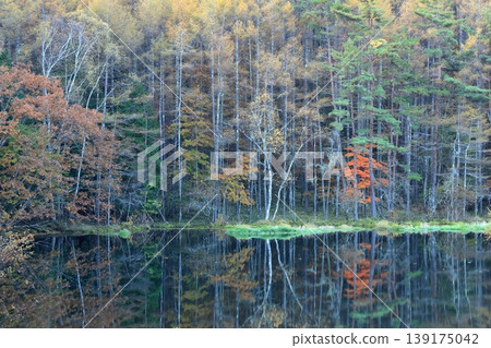 Autumn leaves reflected in Mishaka Pond on an autumn morning. 139175042