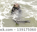一隻海獺漂浮在冬天的波浪上。 139175060
