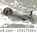 一隻海獺漂浮在冬天的波浪上。 139175061
