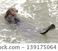一隻海獺漂浮在冬天的波浪上。 139175064