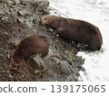 海獺在岩石海岸上休息 139175065