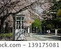 Cherry blossoms along Motomachi Park Street in Yokohama's Yamate district in spring. 139175081