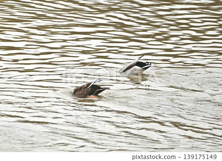 A pair of mallards diving together A pair of mallards diving together 139175149