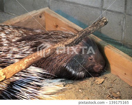 Indian crested porcupine at the zoo Indian crested porcupine at the zoo 139175165