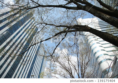 Skyscrapers and street trees viewed from below Skyscrapers and street trees viewed from below 139175404